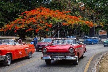 Havana, Küba - 27 Mayıs 2019: Eski Klasik Amerikan Taksi Arabası arka planda çiçeklerle renkli bir ağaç ile yolda sürüş.