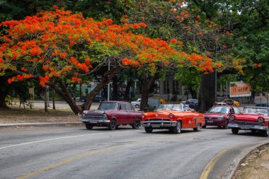 Havana, Küba - 27 Mayıs 2019: Eski Klasik Amerikan Taksi Arabası arka planda çiçeklerle renkli bir ağaç ile yolda sürüş.