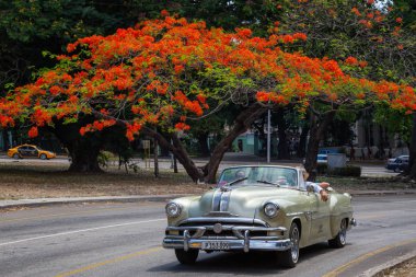 Havana, Küba - 27 Mayıs 2019: Eski Klasik Amerikan Taksi Arabası arka planda çiçeklerle renkli bir ağaç ile yolda sürüş.