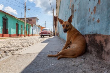 Evsiz Sokak köpeği sıcak ve güneşli bir gün boyunca bir gölgede rahatlatıcı. Küçük bir Küba Kasabası, Trinidad, Küba'da çekilmiş.