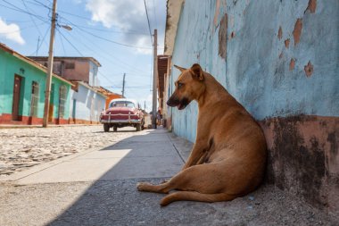 Evsiz Sokak köpeği sıcak ve güneşli bir gün boyunca bir gölgede rahatlatıcı. Küçük bir Küba Kasabası, Trinidad, Küba'da çekilmiş.