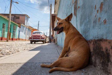 Evsiz Sokak köpeği sıcak ve güneşli bir gün boyunca bir gölgede rahatlatıcı. Küçük bir Küba Kasabası, Trinidad, Küba'da çekilmiş.