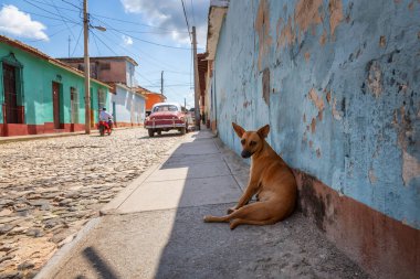 Evsiz Sokak köpeği sıcak ve güneşli bir gün boyunca bir gölgede rahatlatıcı. Küçük bir Küba Kasabası, Trinidad, Küba'da çekilmiş.