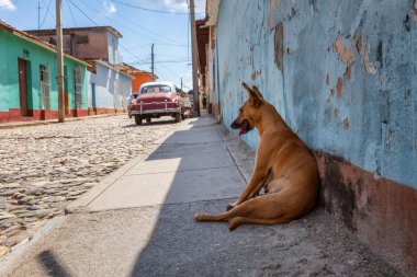 Evsiz Sokak köpeği sıcak ve güneşli bir gün boyunca bir gölgede rahatlatıcı. Küçük bir Küba Kasabası, Trinidad, Küba'da çekilmiş.