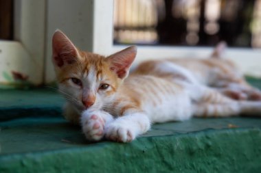 Sevimli küçük Kitten uyuyor. Trinidad, Küba'da çekilmiş.