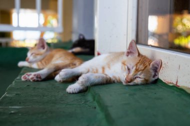 Sevimli küçük Kitten uyuyor. Trinidad, Küba'da çekilmiş.
