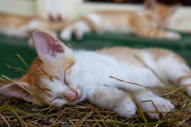 Sevimli küçük Kitten uyuyor. Trinidad, Küba'da çekilmiş.