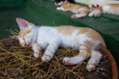 Sevimli küçük Kitten uyuyor. Trinidad, Küba'da çekilmiş.