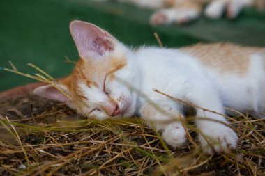 Sevimli küçük Kitten uyuyor. Trinidad, Küba'da çekilmiş.