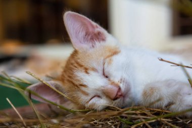Sevimli küçük Kitten uyuyor. Trinidad, Küba'da çekilmiş.