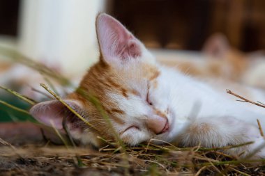 Sevimli küçük Kitten uyuyor. Trinidad, Küba'da çekilmiş.