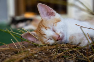 Sevimli küçük Kitten uyuyor. Trinidad, Küba'da çekilmiş.
