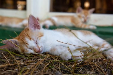 Sevimli küçük Kitten uyuyor. Trinidad, Küba'da çekilmiş.