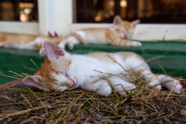 Sevimli küçük Kitten uyuyor. Trinidad, Küba'da çekilmiş.