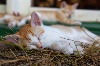 Sevimli küçük Kitten uyuyor. Trinidad, Küba'da çekilmiş.