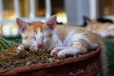 Sevimli küçük Kitten uyuyor. Trinidad, Küba'da çekilmiş.