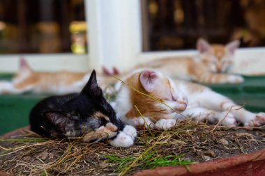 Sevimli küçük Kitten uyuyor. Trinidad, Küba'da çekilmiş.