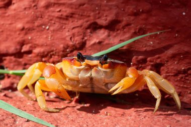 Güneş ışığında küçük bir yengeç Makro resmi kapatın. Ancon Beach, Trinidad, Küba'da çekilmiş.