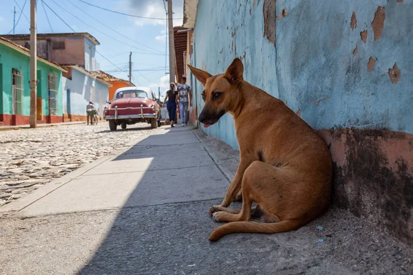 Evsiz Sokak köpeği sıcak ve güneşli bir gün boyunca bir gölgede rahatlatıcı. Küçük bir Küba Kasabası, Trinidad, Küba'da çekilmiş.