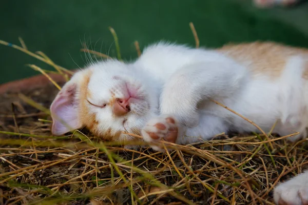 Cute little Kitten sleeping. Taken in Trinidad, Cuba.