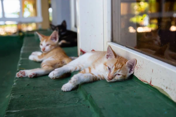 Χαριτωμένο Μικρό Γατάκι Κοιμάται Λαμβάνονται Στο Τρινιντάντ Κούβα — Φωτογραφία Αρχείου