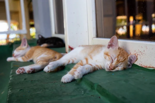 Bonito Gatinho Dormindo Tomada Trinidad Cuba — Fotografia de Stock