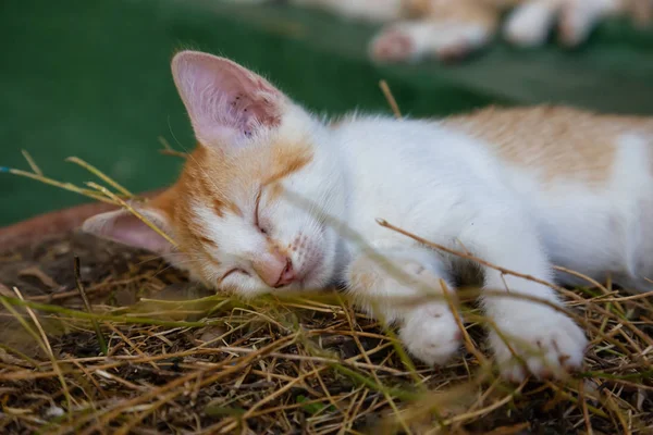 Sevimli küçük Kitten uyuyor. Trinidad, Küba'da çekilmiş.