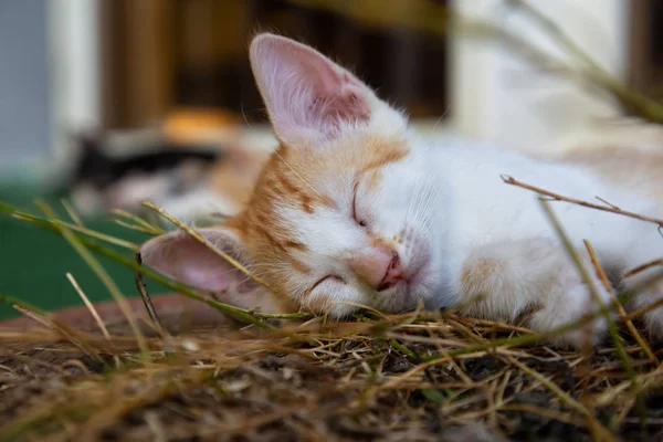 Niedliche Kleine Kätzchen Schlafen Aufgenommen Trinidad Kuba — Stockfoto