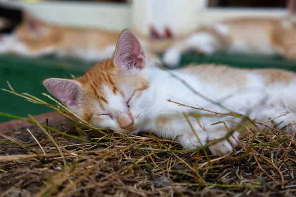 Χαριτωμένο Μικρό Γατάκι Κοιμάται Λαμβάνονται Στο Τρινιντάντ Κούβα — Φωτογραφία Αρχείου