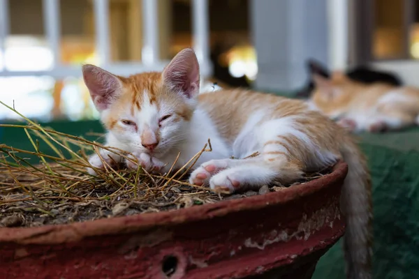 Sevimli küçük Kitten uyuyor. Trinidad, Küba'da çekilmiş.