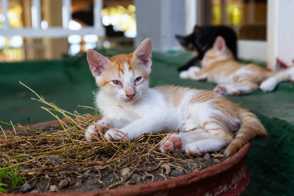 Bonito Gatinho Dormindo Tomada Trinidad Cuba — Fotografia de Stock