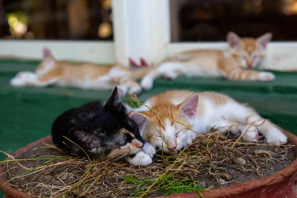 Söt Liten Kattunge Sova Taget Trinidad Kuba — Stockfoto