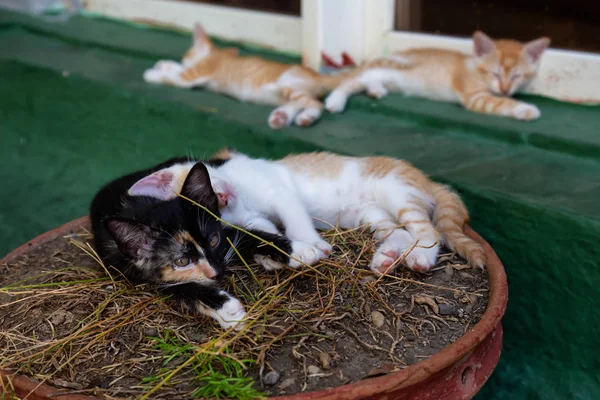 Bonito Gatinho Dormindo Tomada Trinidad Cuba — Fotografia de Stock