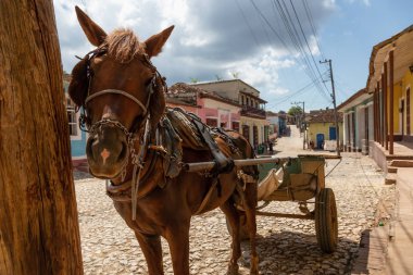 Canlı güneşli bir gün boyunca küçük bir Küba Kasabası sokaklarında At Arabası. Trinidad, Küba'da çekilmiş.