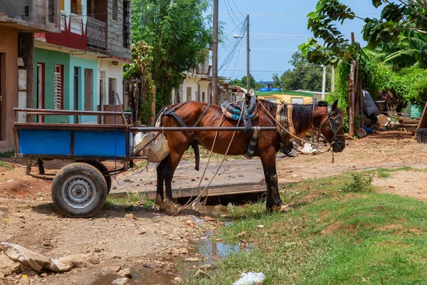 Carrozza Cavalli Nella Strada Bagnata Sporca Una Piccola Città Cubana — Foto Stock
