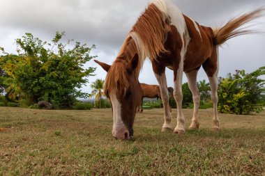 Bulutlu bir akşam boyunca tarlada yeşil çimen yiyen at. Trinidad, Küba'da çekilmiş.