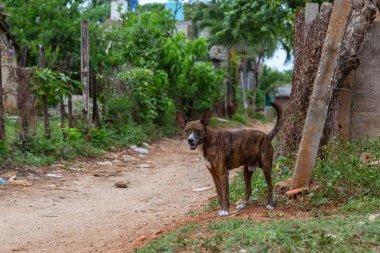 Evsiz Sokak köpeği sıcak ve güneşli bir gün boyunca bir gölgede rahatlatıcı. Küçük bir Küba Kasabası, Trinidad, Küba'da çekilmiş.
