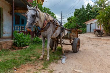 Canlı güneşli bir gün boyunca küçük bir Küba Kasabası sokaklarında At Arabası. Trinidad, Küba'da çekilmiş.