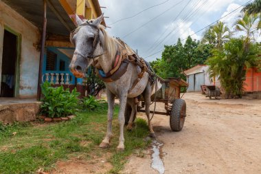 Canlı güneşli bir gün boyunca küçük bir Küba Kasabası sokaklarında At Arabası. Trinidad, Küba'da çekilmiş.