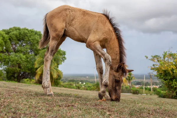 Kůň Pojímá Zelenou Trávu Poli Během Oblačné Noci Přijato Trinidadu — Stock fotografie