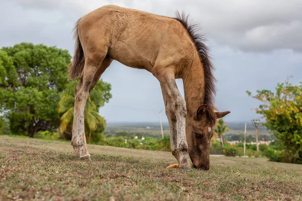 Kůň Pojímá Zelenou Trávu Poli Během Oblačné Noci Přijato Trinidadu — Stock fotografie