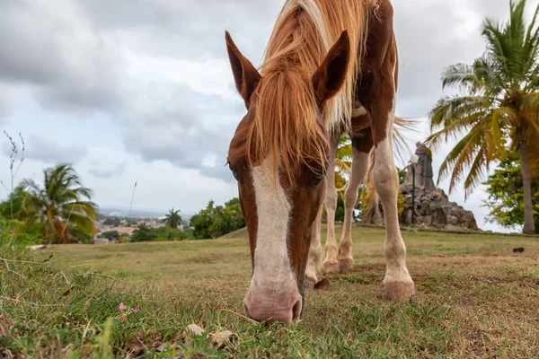 Bulutlu bir akşam boyunca tarlada yeşil çimen yiyen at. Trinidad, Küba'da çekilmiş.