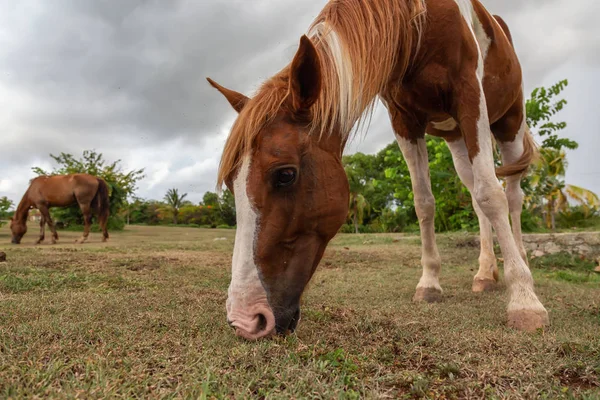 Άλογο Που Τρώει Πράσινο Γρασίδι Ένα Χωράφι Κατά Διάρκεια Ενός — Φωτογραφία Αρχείου