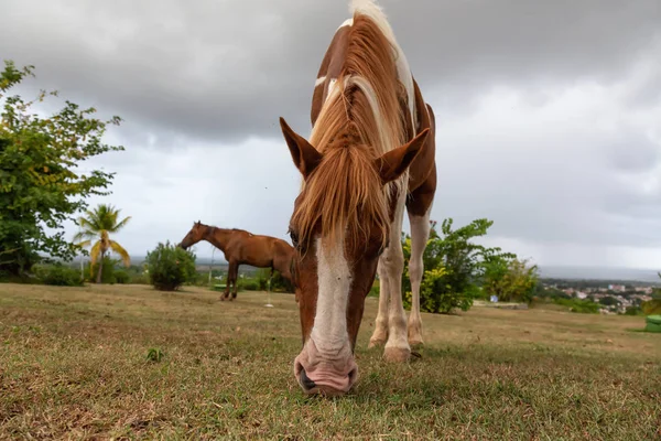 Cheval Mangeant Herbe Verte Dans Champ Pendant Une Soirée Nuageuse — Photo