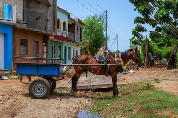 Trinidad Cuba Giugno 2019 Carrozza Cavalli Nella Strada Bagnata Sporca — Foto Stock