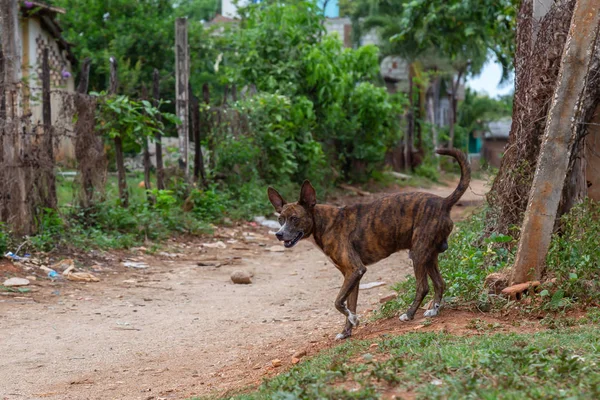 Evsiz Sokak köpeği sıcak ve güneşli bir gün boyunca bir gölgede rahatlatıcı. Küçük bir Küba Kasabası, Trinidad, Küba'da çekilmiş.