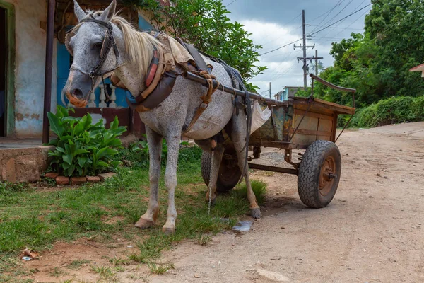 Canlı güneşli bir gün boyunca küçük bir Küba Kasabası sokaklarında At Arabası. Trinidad, Küba'da çekilmiş.