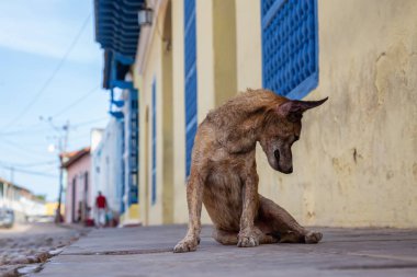 Trinidad, Küba Eski Şehir Sokaklarında yoksul, istenmeyen, evsiz köpek, güneşli bir gün boyunca.