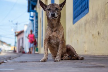 Trinidad, Küba Eski Şehir Sokaklarında yoksul, istenmeyen, evsiz köpek, güneşli bir gün boyunca.