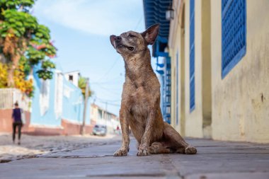 Trinidad, Küba Eski Şehir Sokaklarında yoksul, istenmeyen, evsiz köpek, güneşli bir gün boyunca.